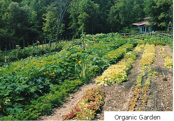<a href="/content/organic-garden">Organic Garden</a>